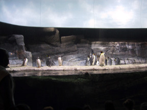 Penguin colony