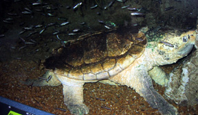 Sea turtle