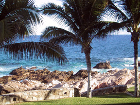 Pelicans on the rocks