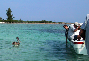 Pelican seeking handout