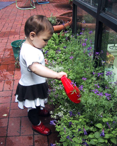 Watering the flowers