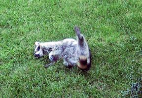 Raccoon dying