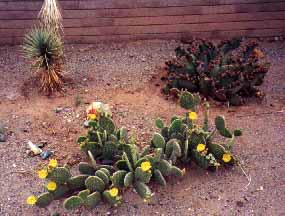 Cactus flower