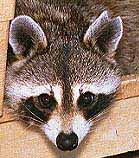 Raccoon